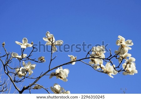 Beautiful white magnolia blossom with blue sky in the outdoor