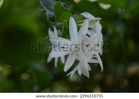 Defocused leaves and close up of pretty white jasmine flowers