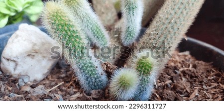 silver torch cactus buds seedlings planted in pots, the Latin name of the silver torch cactus is Cleistocactus strausii