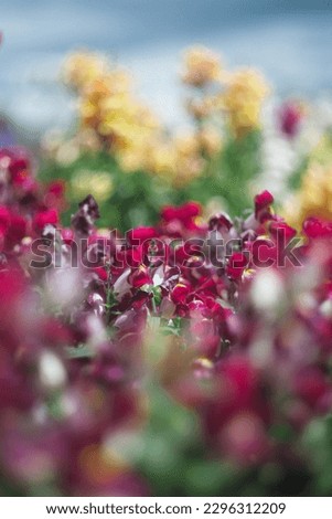 Abstract Field of Flowers with a Blured Background