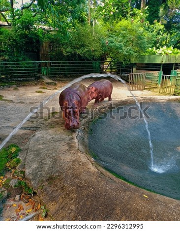 Two hippopotamus at the zoo