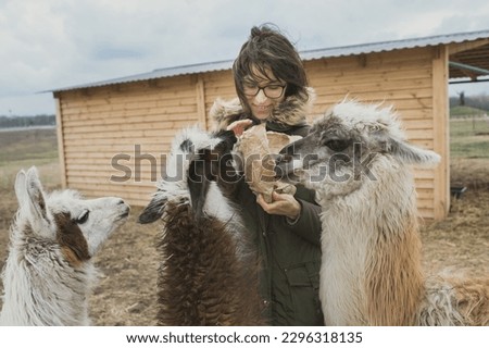Young smiling woman spending time on an eco-farm feeding baby llamas Royalty-Free Stock Photo #2296318135
