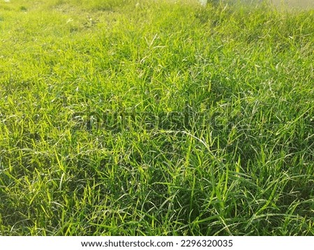 Green grass after 3 hours of rain