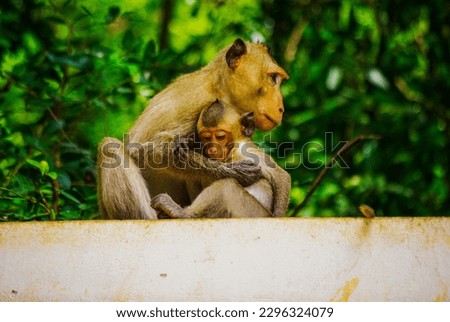 The mother monkey is showing love and care for her baby monkey.