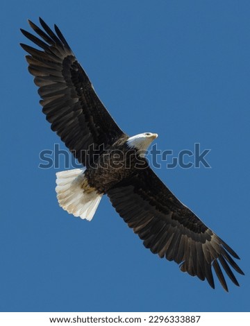 Bald Eagle with wings spread while flying Royalty-Free Stock Photo #2296333887
