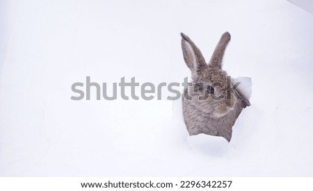 Playful Cute Bunny Ripping Paper on White Background