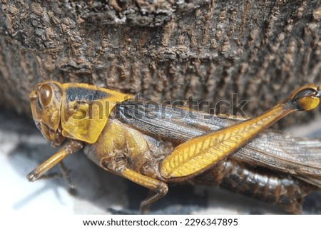 Close picture of yellow grasshopper