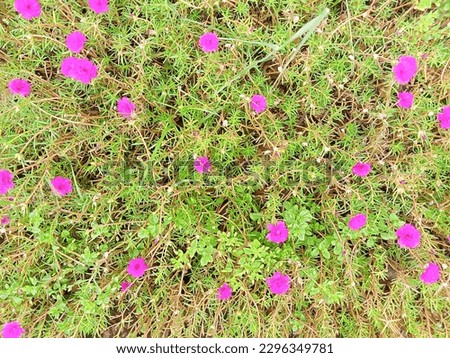 Rose Moss flower plant. This plant is good for garden decoration at home. also widely planted in cemeteries. the color of the rose moss flower is very beautiful and has many colors.