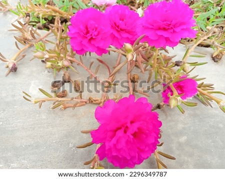 Rose Moss flower plant. This plant is good for garden decoration at home. also widely planted in cemeteries. the color of the rose moss flower is very beautiful and has many colors.