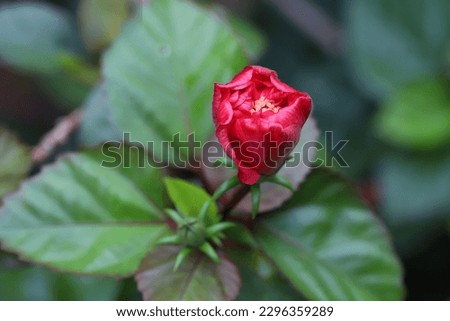Blooming red hibiscus flower and bud with green leaves background