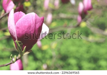 a bud of pink Magnolia Soulangeana on a branch with leaves on a blurred green background, selective focus