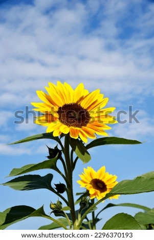 A small yellow sunflower with dark brown pollen in the center, green leaves and a background of blue sky and white clouds.
