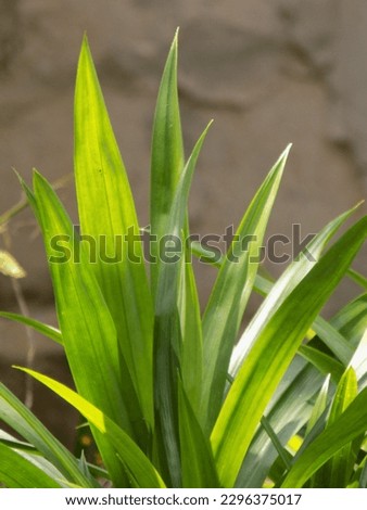 Pandanus amaryllifolius plant, the tip of Pandan leaves in Indonesia, used for its fragrance for food and drink.