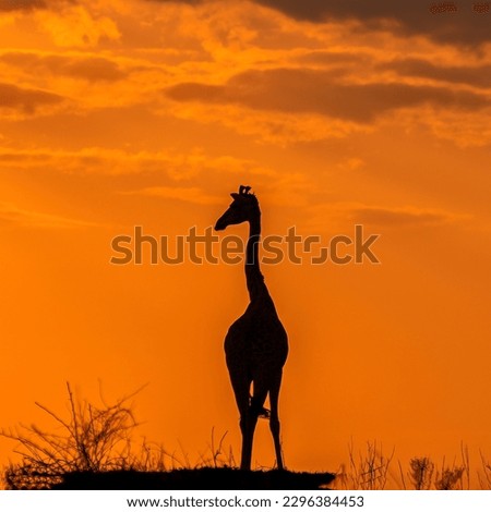 The sunrise with giraffe in Kenya