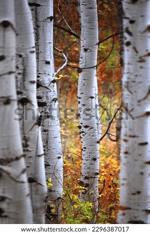 Aspen trees or birch trees with white bark in forest with fall autumn colors Royalty-Free Stock Photo #2296387017