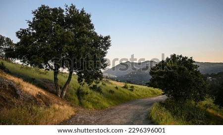 A dirt path between trees with Mount Tamalpais and blue sky in the distance in Marin County, California. Royalty-Free Stock Photo #2296396001