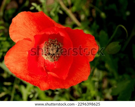 Papaver rhoeas, with common names including common poppy, corn , corn rose, field , Flanders , and red poppy, is an annual herbaceous species of flowering plant in the poppy family.