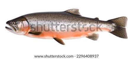 Salmon fish isolated On white background Royalty-Free Stock Photo #2296408937