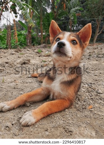 Picture of a cute little dog. A little puppy sitting in a open field.