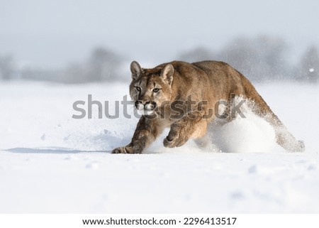 Cougars running around in snowy pasture.