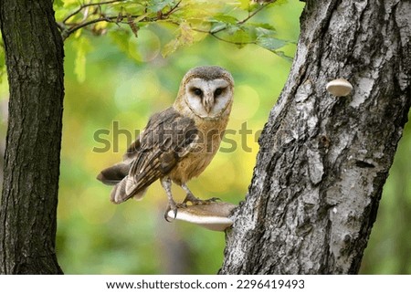 A barn owl sits on a mushroom that grows on a tree trunk.