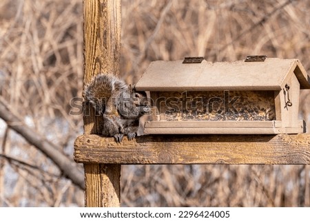 Squirrel eating from the bird feeder at the local wildlife sanctuary