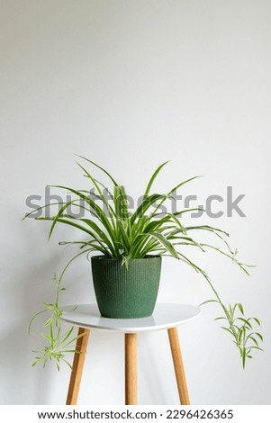 Spider plant on white background. Chlorophytum. Green plant on table isolated. Royalty-Free Stock Photo #2296426365