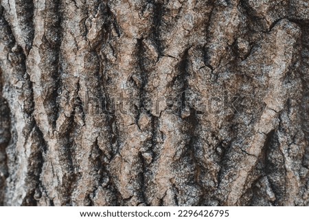 Tree bark structure. 
close-up shot of tree bark