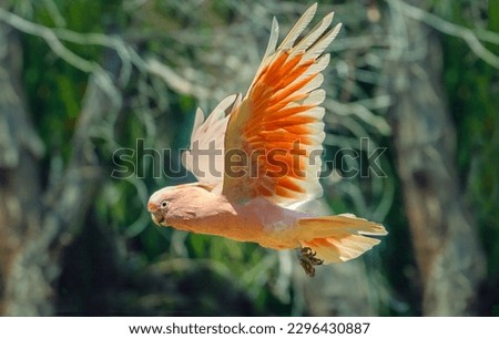 Major Mitchell's cockatoo (Lophochroa leadbeateri), also known as Leadbeater's cockatoo or the pink cockatoo, in flight. It inhabits arid and semi-arid inland areas of Australia Royalty-Free Stock Photo #2296430887
