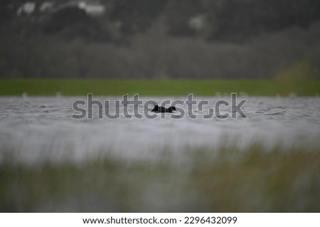 coot swimming in a lake