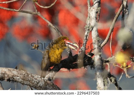 Golden toucan, brazil, ornithology, birds, colourful, red, gold