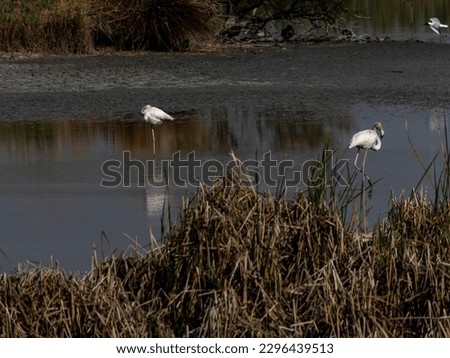 
flamingos in the ebro delta catalonia spain
deltebre
mouth of the ebro river with its birds