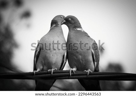 Beautiful black and white picture of two pigeons kissing each other