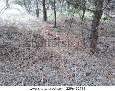 Beautiful close-up of forest mushrooms in the grass, autumn season. Small and large mushrooms growing in the autumn forest. Mushrooms and leaves in the forest.