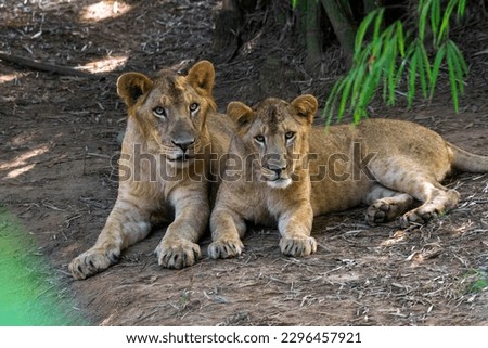 lion and lioness from Sepahijala Wildlife Sanctuary, agartala, Tripura, India