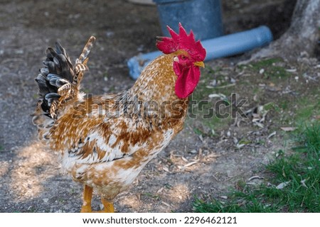 The chicken is a domesticated bird deriving from various wild species of Indian origin. Its presence is documented from 4000 BC. in the Indus plain, in Europe.