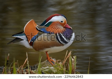 Mandarin Duck, Aix galericulata, sitting on the branch with blue water surface in background. Beautiful bird near the river water. Blue river surface with duck, Germany, Europe. Royalty-Free Stock Photo #2296462843