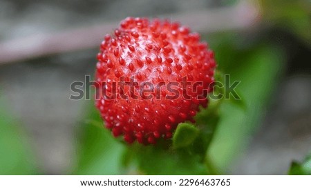 Capturing the Beauty of Potentilla Indica's Red Berries. Spring shots Royalty-Free Stock Photo #2296463765