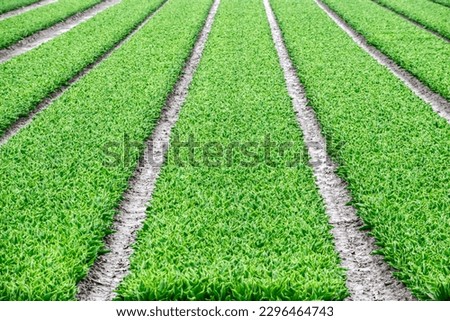 Symmetrical rows of green plants in a farmer's field, selective focus. Green field organic natural background. Growing flowers and plants in the Netherlands.