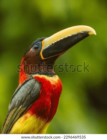 green arcari perched on branch in Amazon close up