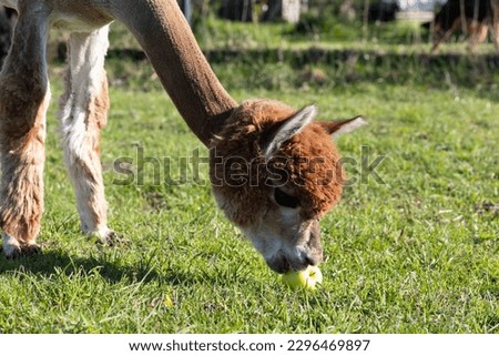 Closeup Face Of Brown Alpaca Animal Eating Apple, Green Grass in Meadow. Kria Domesticated Camelid Mammal, Lama Pacos At Farm. Horizontal plane. Copy space For Text. High quality photo