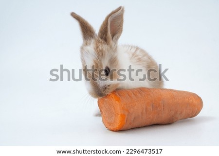 Rabbits and organic food. Farm products and animal husbandry.