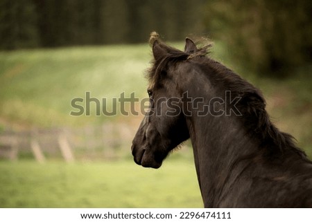 portrait of a black horse in nature