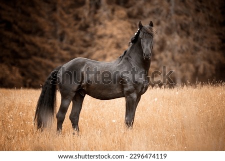 portrait of a black horse in nature