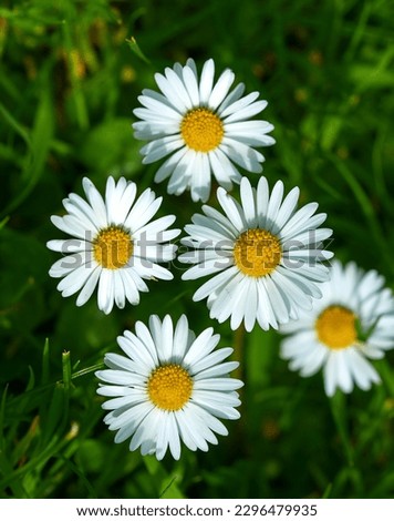 Daisy flowers on a lawn
