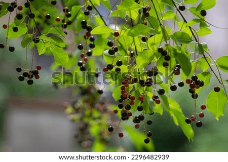 Prunus padus bird cherry hackberry tree branches with hanging black and red fruits, green leaves in autumn daylight, herbal berry medicine Royalty-Free Stock Photo #2296482939