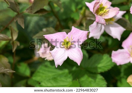 Pale pink clematis flower example