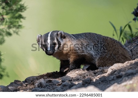 American badger in the wild Royalty-Free Stock Photo #2296485001