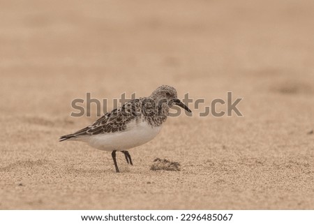 Sanderling walking on the beach