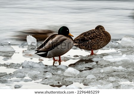 Ducks in  the river in winter 